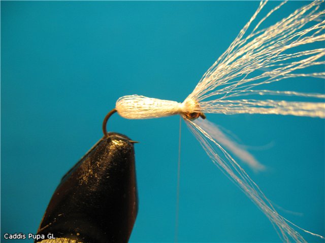 Caddis Pupa GL
