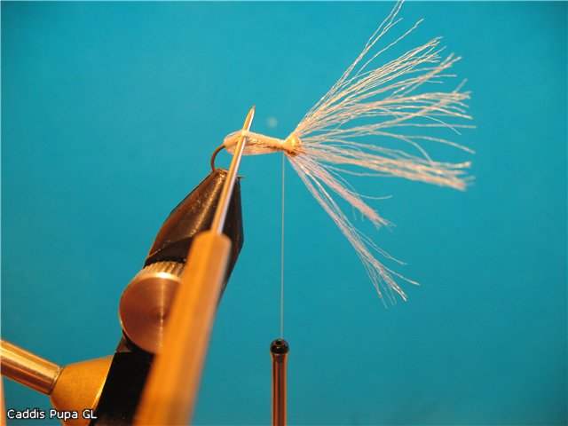 Caddis Pupa GL