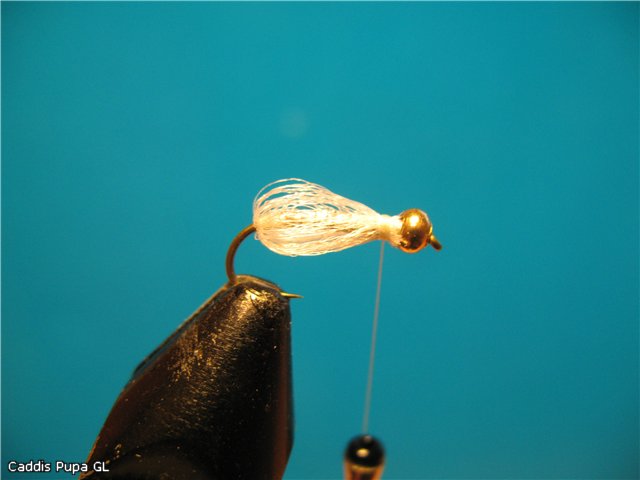 Caddis Pupa GL