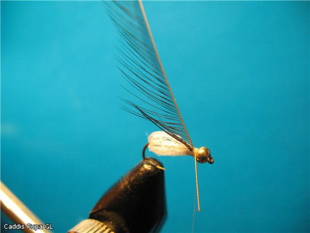 Caddis Pupa GL