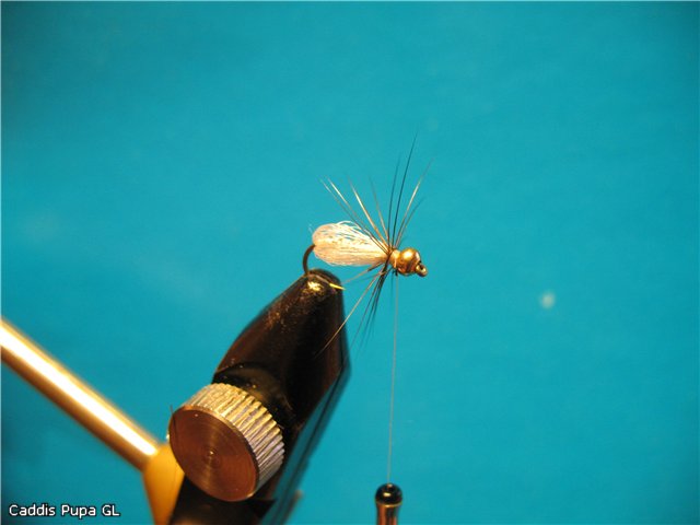 Caddis Pupa GL