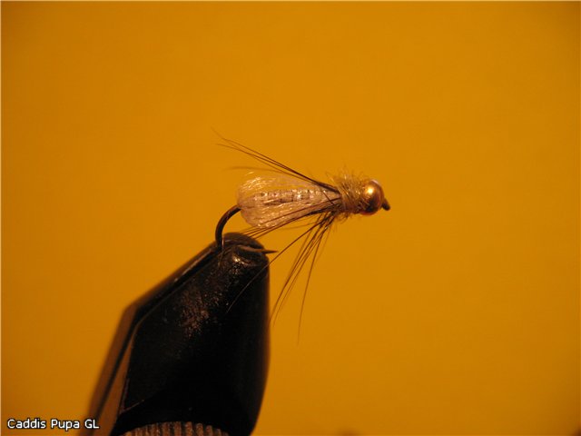 Caddis Pupa GL