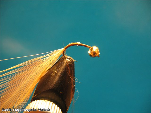 Caddis Pupa Hungarian Variant