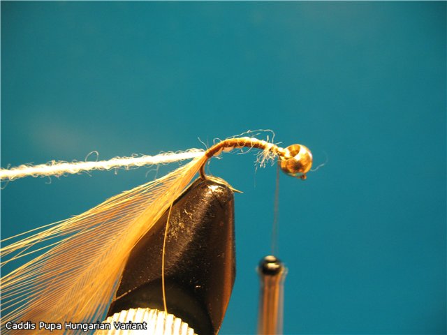 Caddis Pupa Hungarian Variant