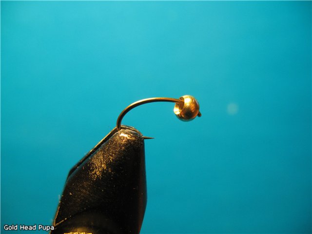 Gold Head Pupa