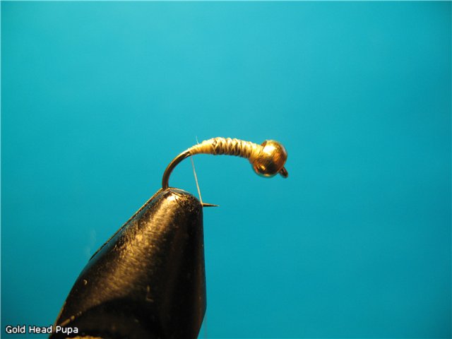Gold Head Pupa