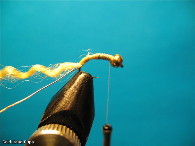 Gold Head Pupa