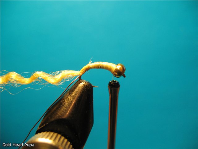 Gold Head Pupa
