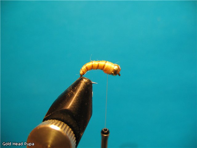 Gold Head Pupa