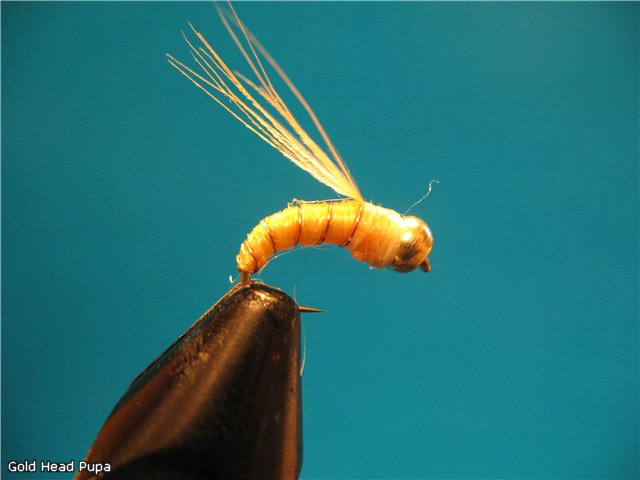 Gold Head Pupa